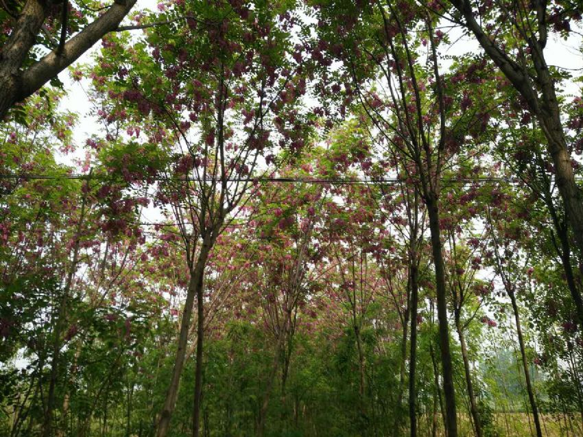 點(diǎn)擊查看詳細(xì)信息<br>標(biāo)題：香花槐 閱讀次數(shù)：1454