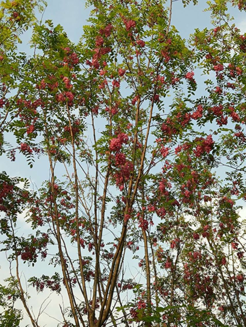 點擊查看詳細信息<br>標題：香花槐 閱讀次數(shù)：1679