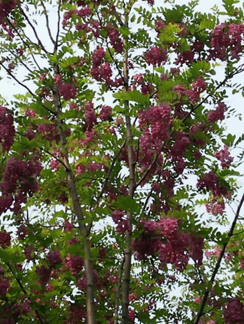 點擊查看詳細信息<br>標題：香花槐 閱讀次數(shù)：1718