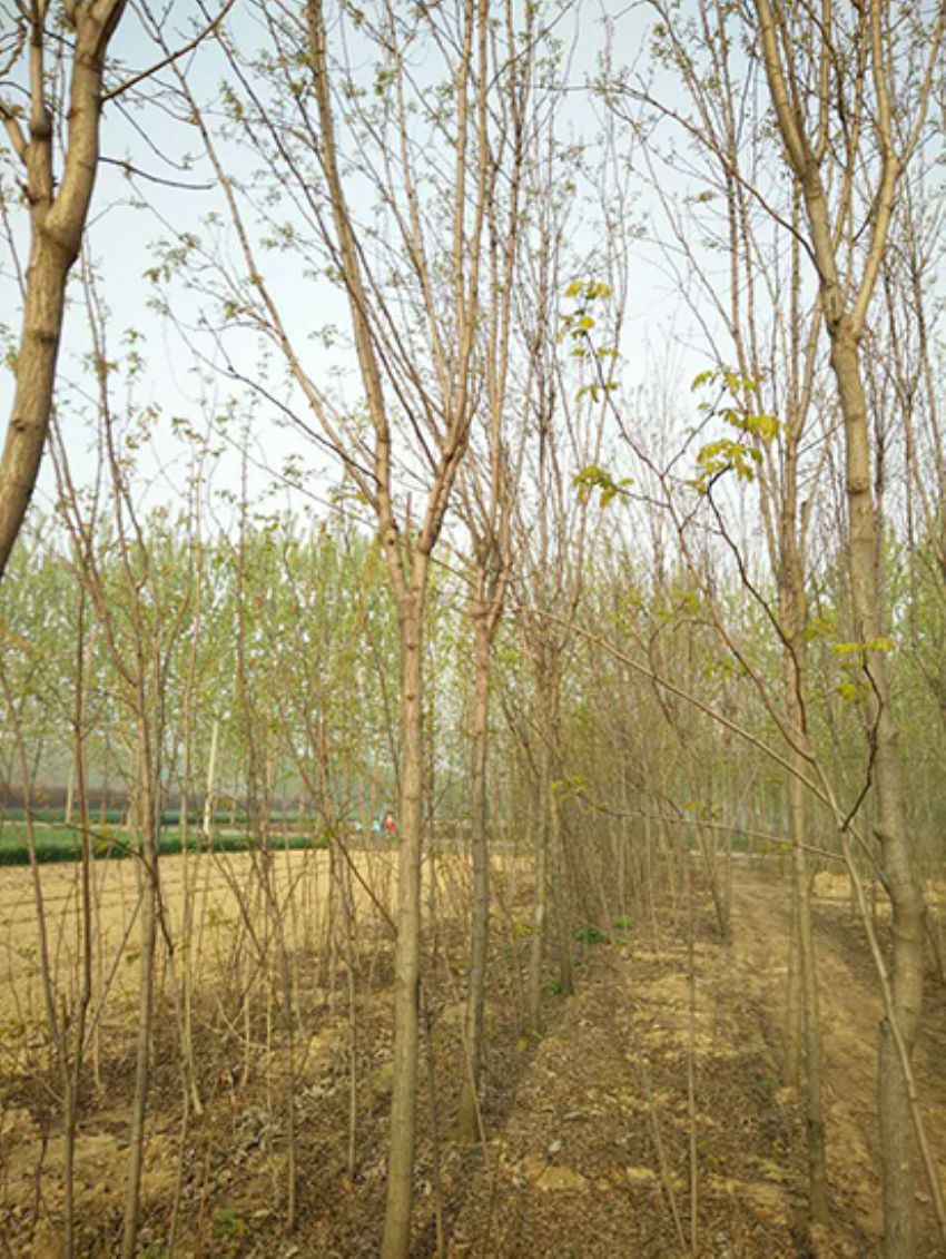 點擊查看詳細信息<br>標題：香花槐 閱讀次數(shù)：1893