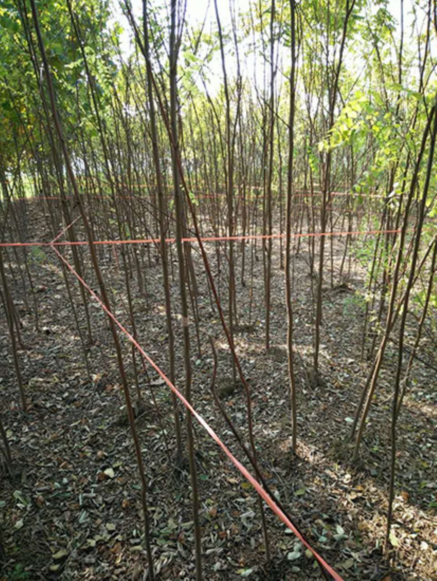 點擊查看詳細信息<br>標題：香花槐 閱讀次數(shù)：1799